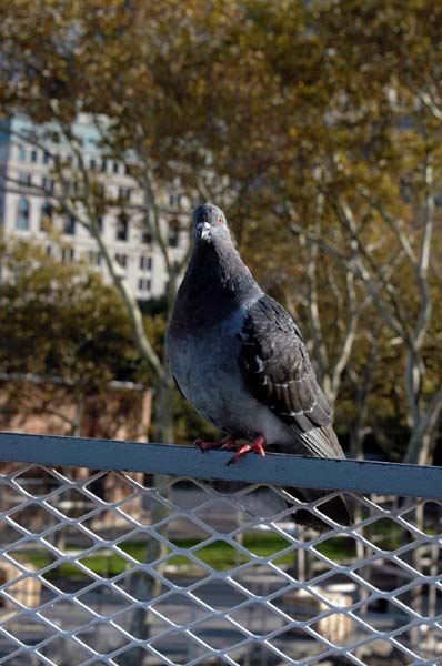 New York 005