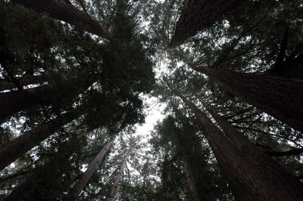 roaring_camp 093