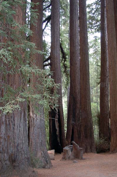 roaring_camp 110
