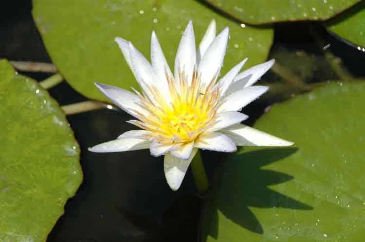 museum, flowers - blue lotus