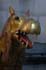 hippo 2