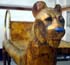 lion 2