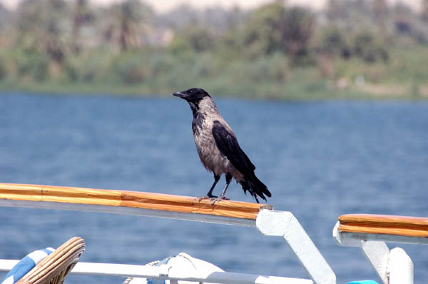 River Nile 076