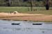 River Nile 027
