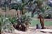 River Nile 044