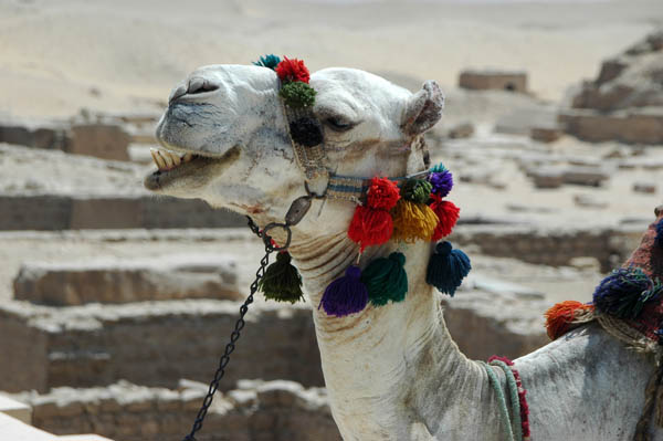 saqqara_jul_2006_0094